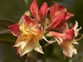 Rhododendron Canon's Double Azalia